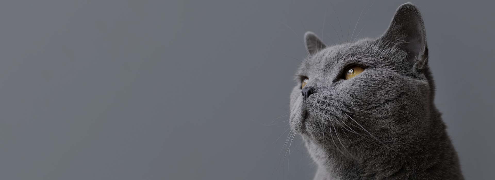 Корм для кошек